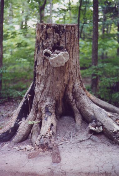 Fungus grows on trees stumps.